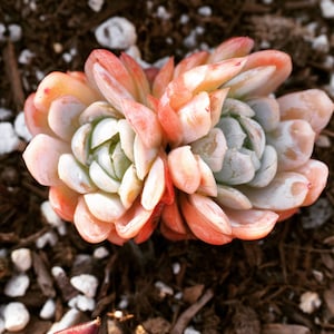 May include: Two succulent plants with pink and white leaves. The plants are growing in a bed of brown mulch.