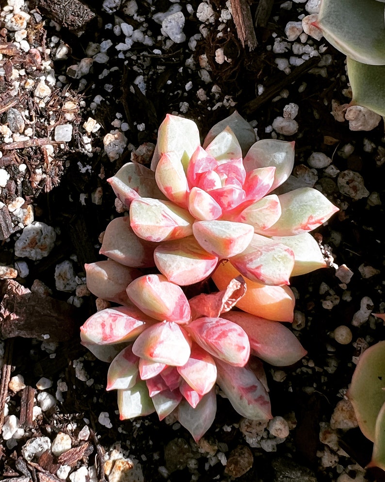 Real Plants Echeveria Echo Sp bloody Yan Clusters - Etsy
