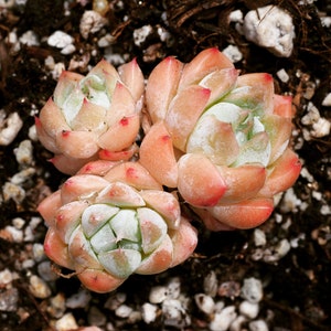 Real plants, Echeveria &#39;alba beauty&#39; clusters