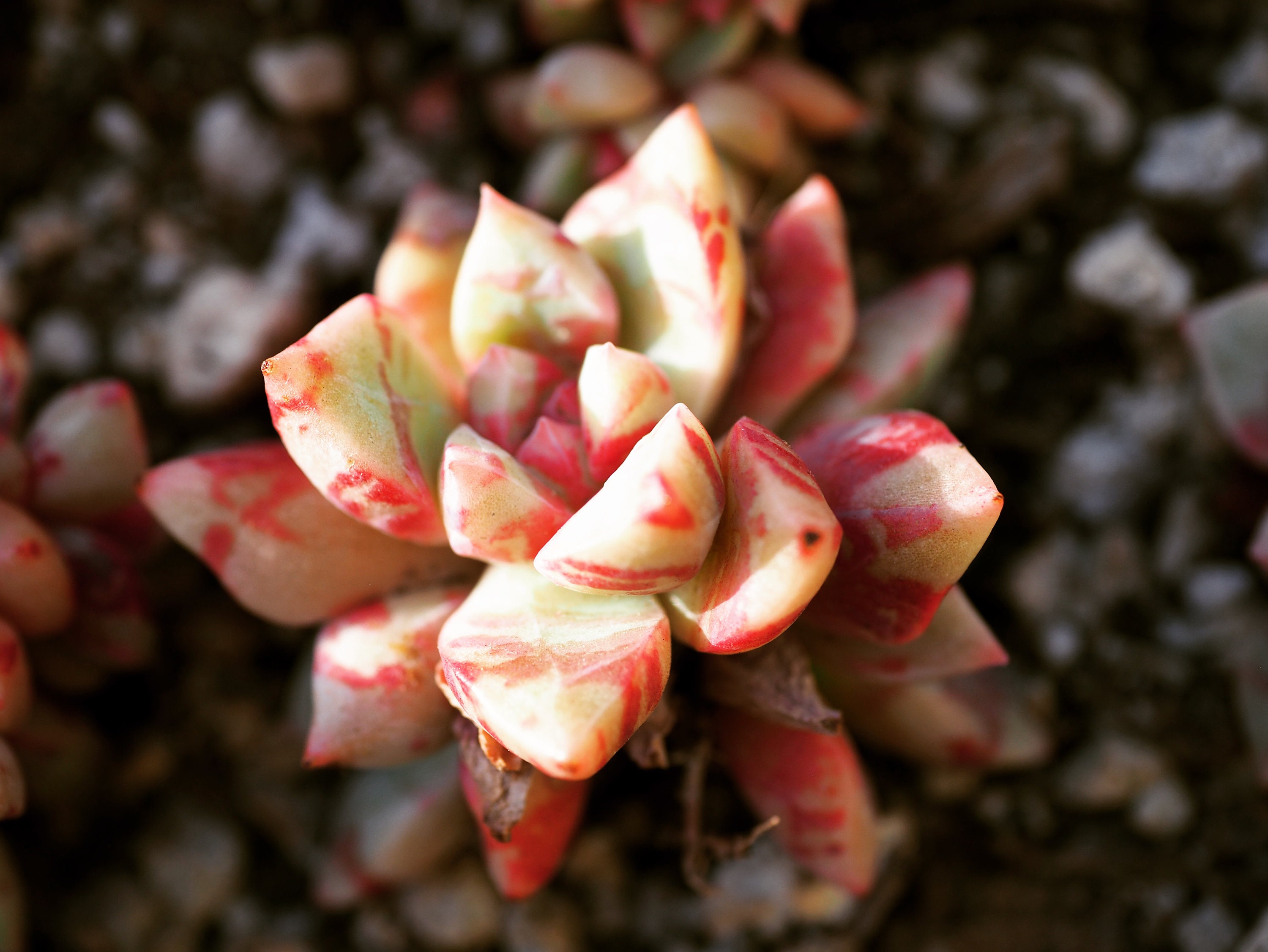 Real Plants Echeveria Echo Sp bloody Yan Clusters - Etsy