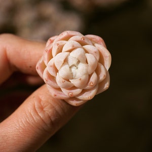 Real plants, Echeveria White Elegans sp
