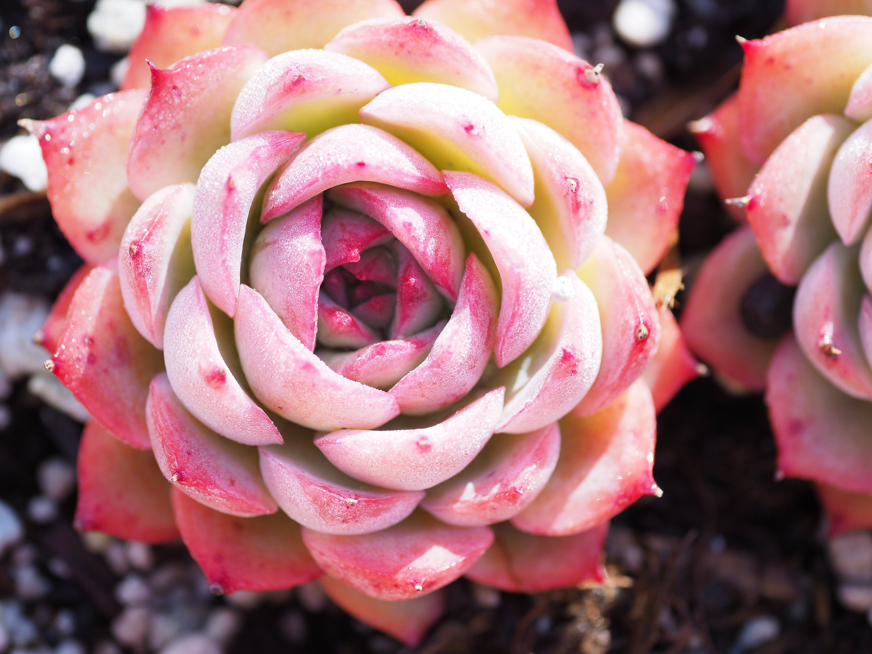 Real plants, Echeveria 'silhouette'