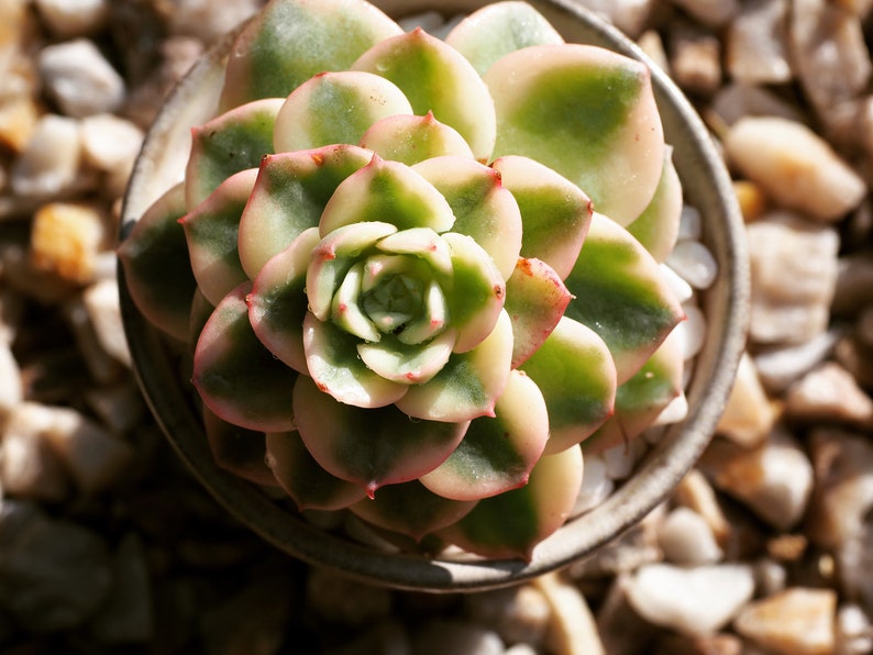 Rare plants, Echeveria Nuda Variegated image 1