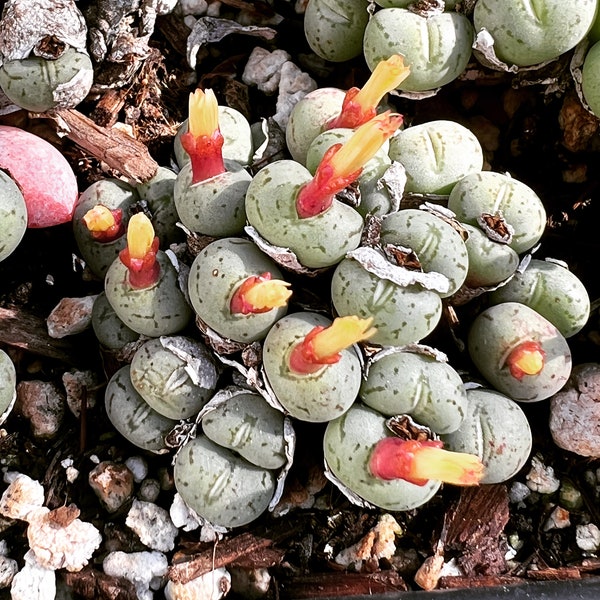 Rare plants, Conophytum Uviforme clusters