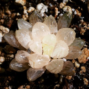 Real plants, Haworthia obtusa sp amber sp