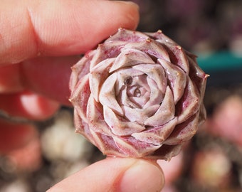 Rare plants, Echeveria pink star