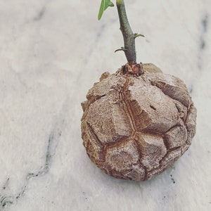 Real plants, Dioscorea elephantipes