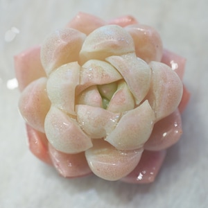 Real plants, Echeveria Japanese white peach