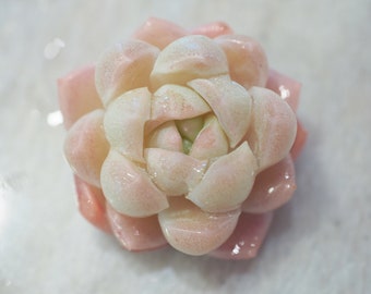 Real plants, Echeveria Japanese white peach