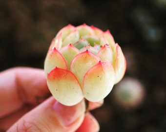 Real plants, Echeveria Strawberry Ice