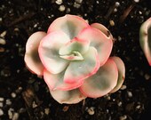 Real plants, Echeveria suyon variegated