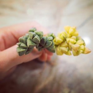 Real plants, Astridia velutina Variegated clusters