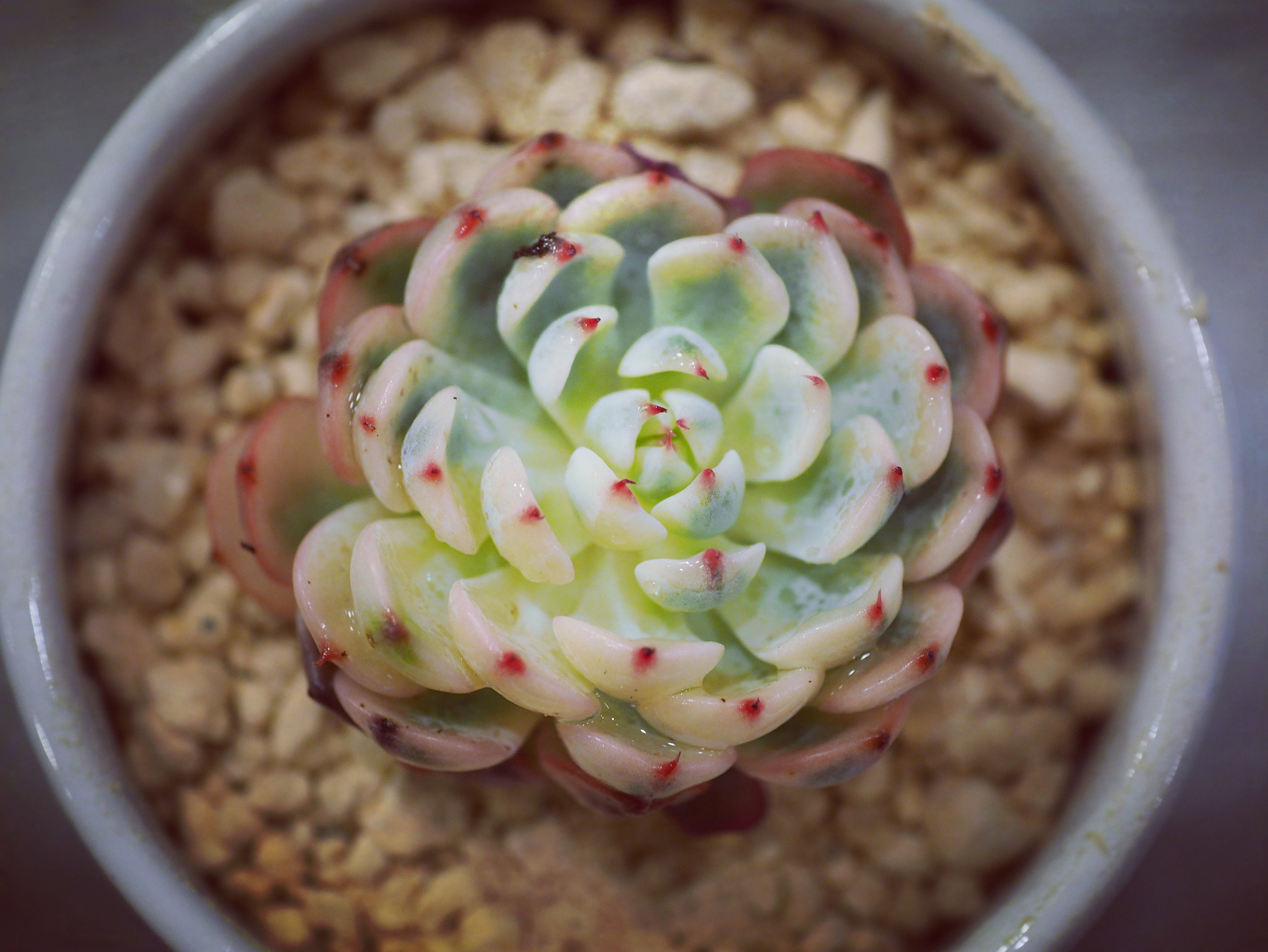 Rare Plants, Echeveria Minima Variegated - Etsy