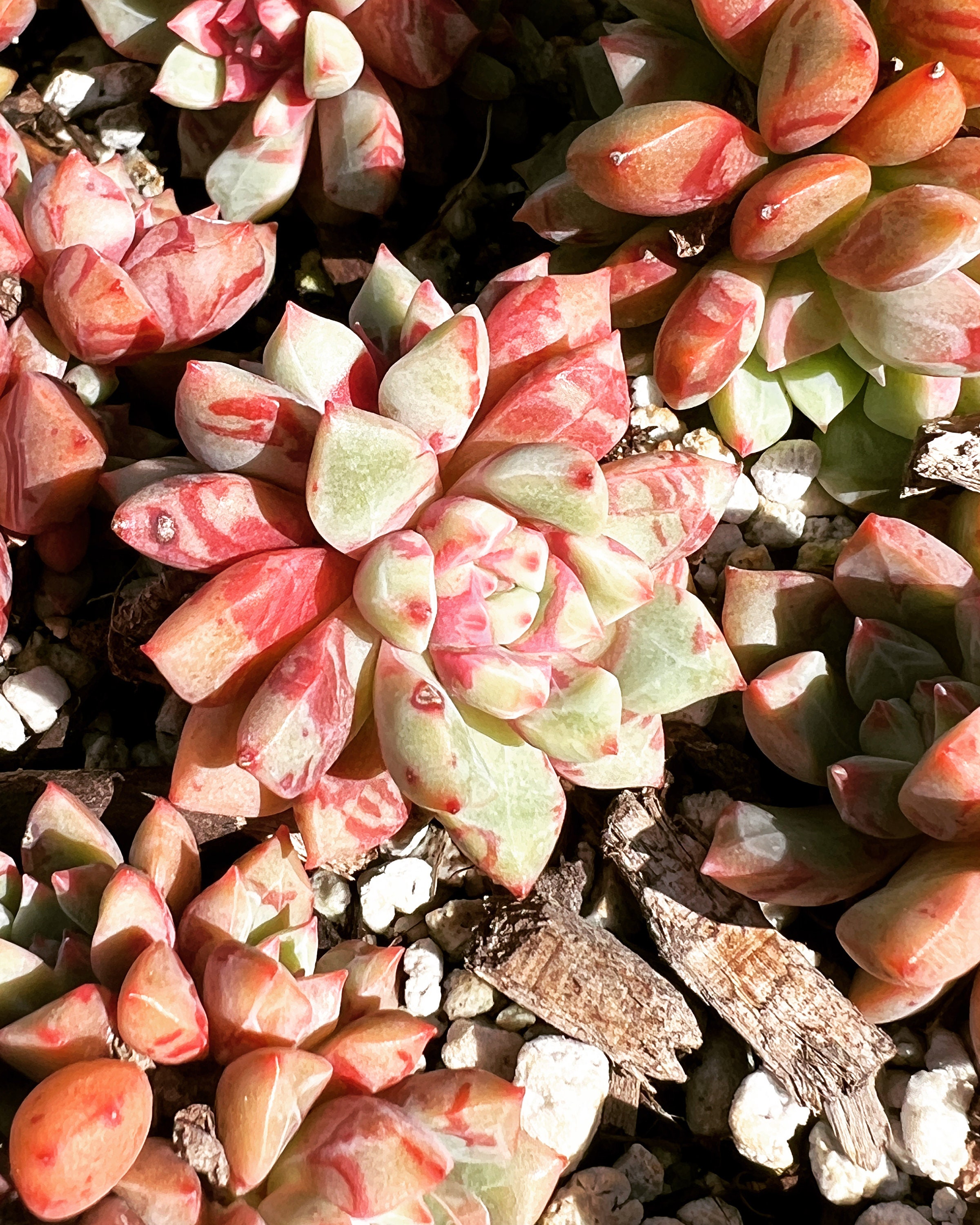 Real Plants Echeveria Echo Sp bloody Yan Clusters - Etsy