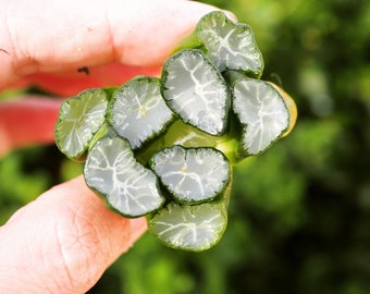 Rare plants, Haworthia maughanii Yukiguni