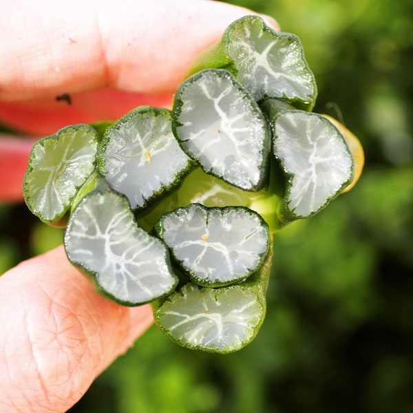 Rare plants, Haworthia maughanii Yukiguni