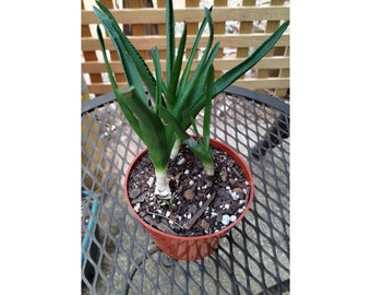 Climbing Aloe Ciliaris Succulent Plant Live Rooted Houseplant