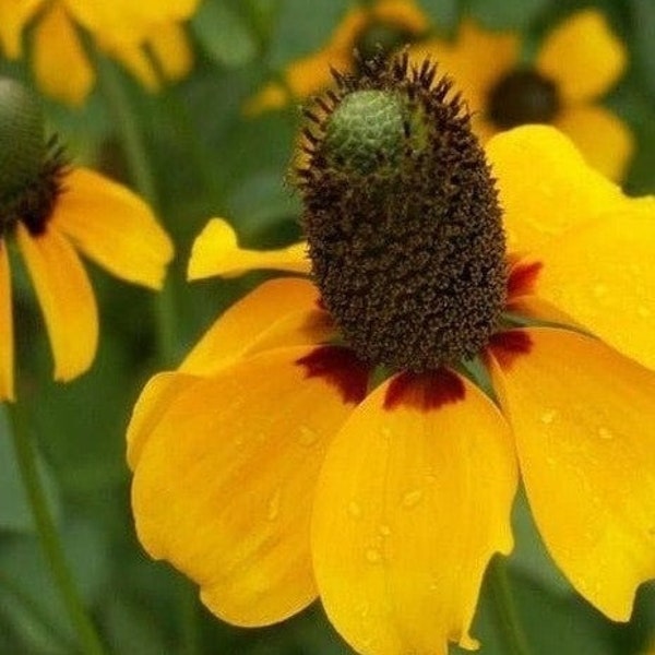 50 Yellow Clasping Coneflower Flower Garden Seeds - Deer Resistant
