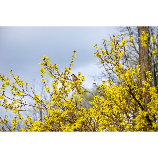 Forsythia Shrub Bush Starter Plant Yellow Flowers Living Privacy Fence