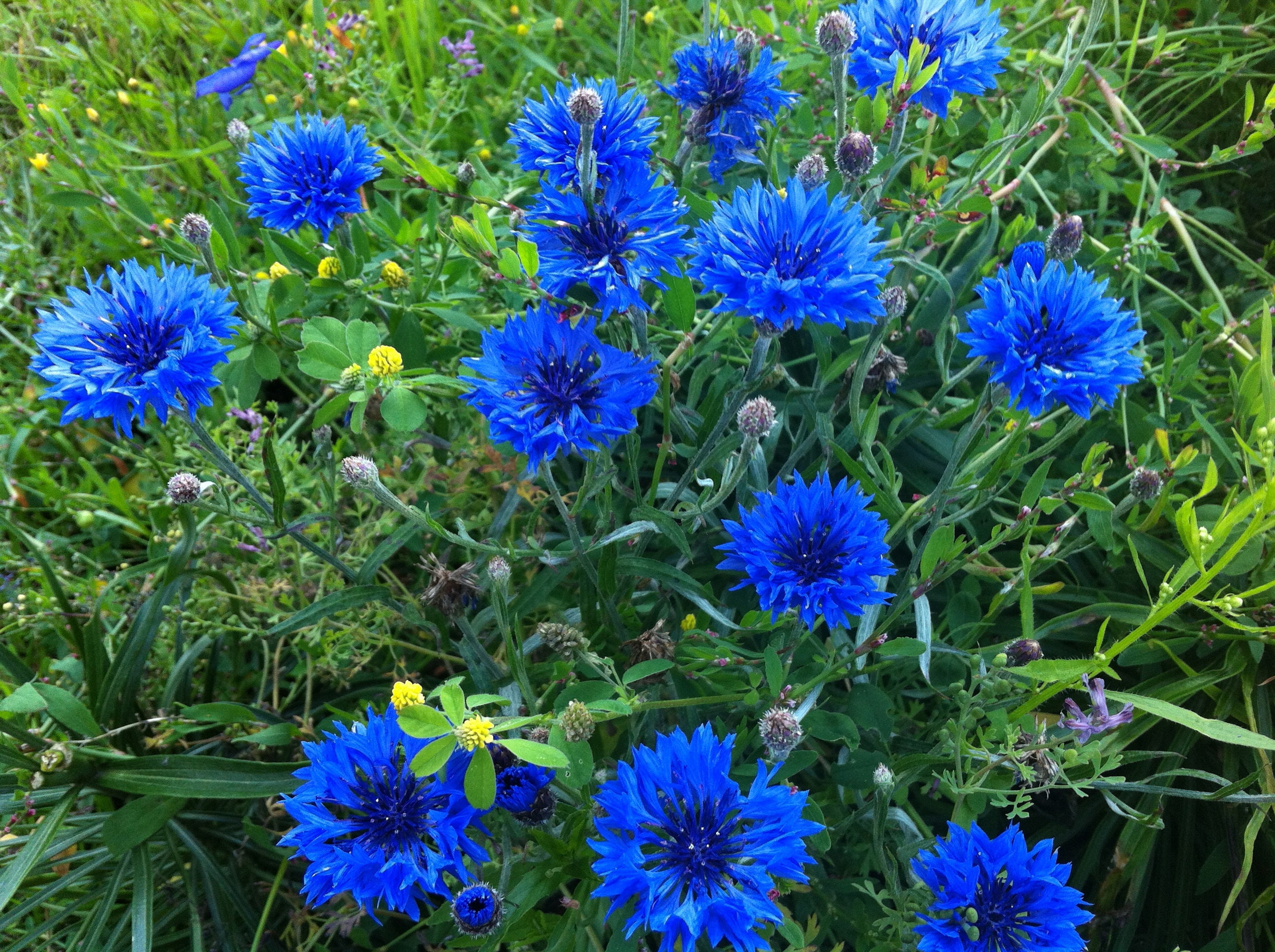 Brilliant Blue Cornflower Annual Garden Flower Seeds 600 seeds Etsy