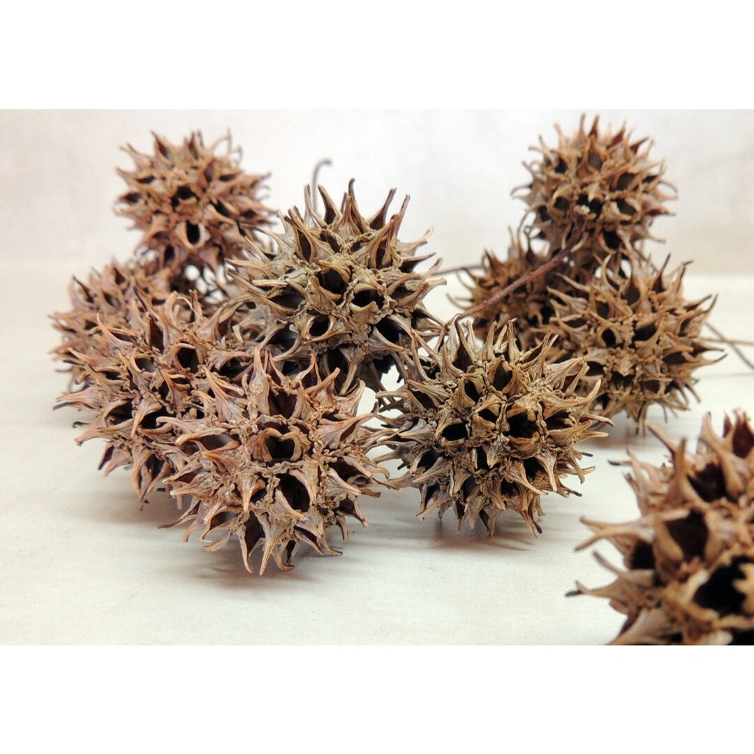 100 Sweet Gum Tree Balls Spiked Craft Decor With Monkey Balls Etsy