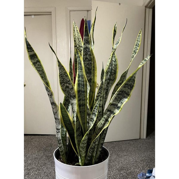 Variegated Snake Plant Floor Houseplant Sansevieiria Laurentii 10 Inch Air Purifying