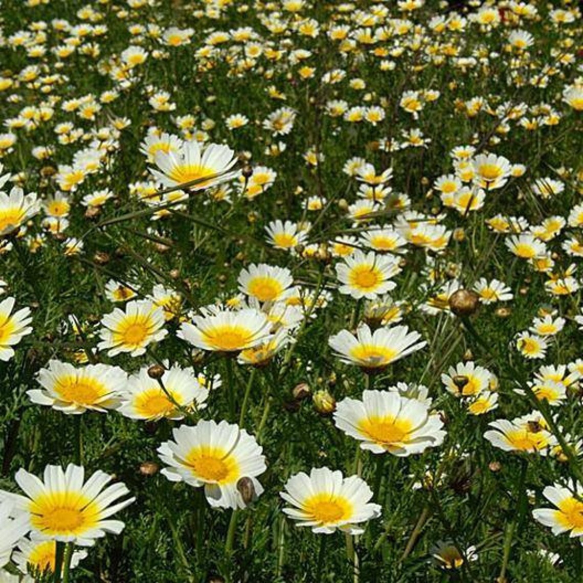 Garland Annual Daisy Flower Garden Seeds 1500 Seeds Etsy