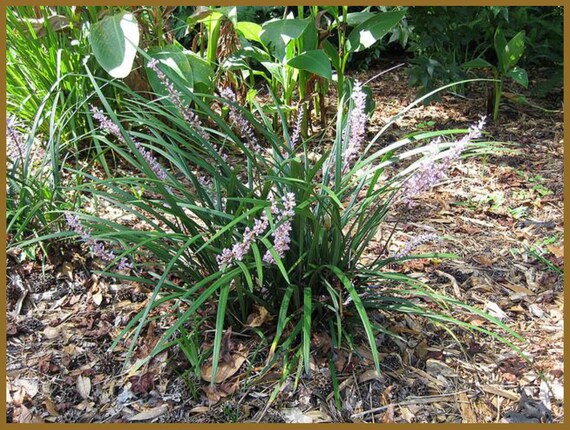 Liriope Monkey Grass Ground Cover 20 Bare Root Plugs 99 Image 0