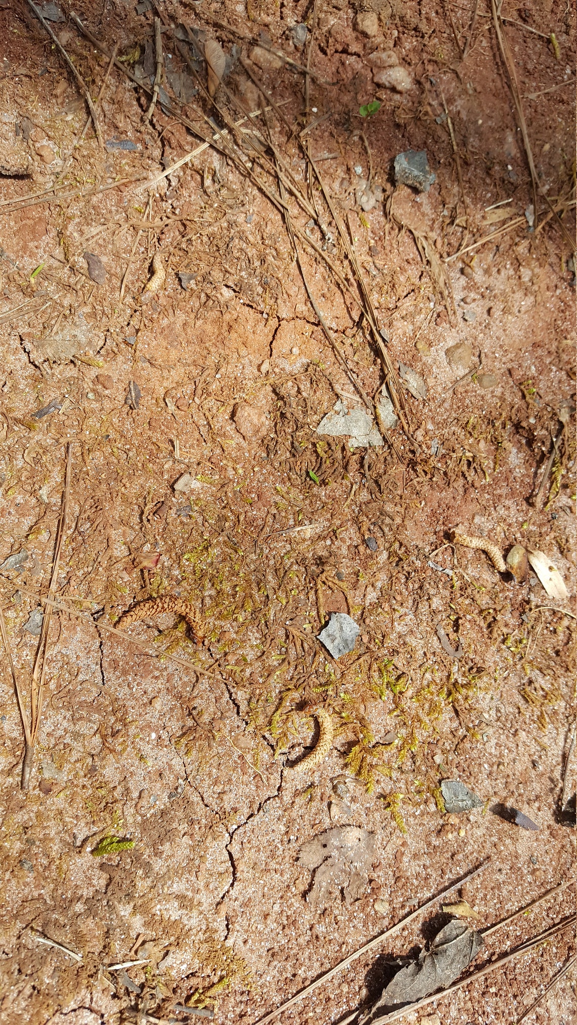 South Red Clay Dirt Soil Nutrient Rich Soil Retains Etsy