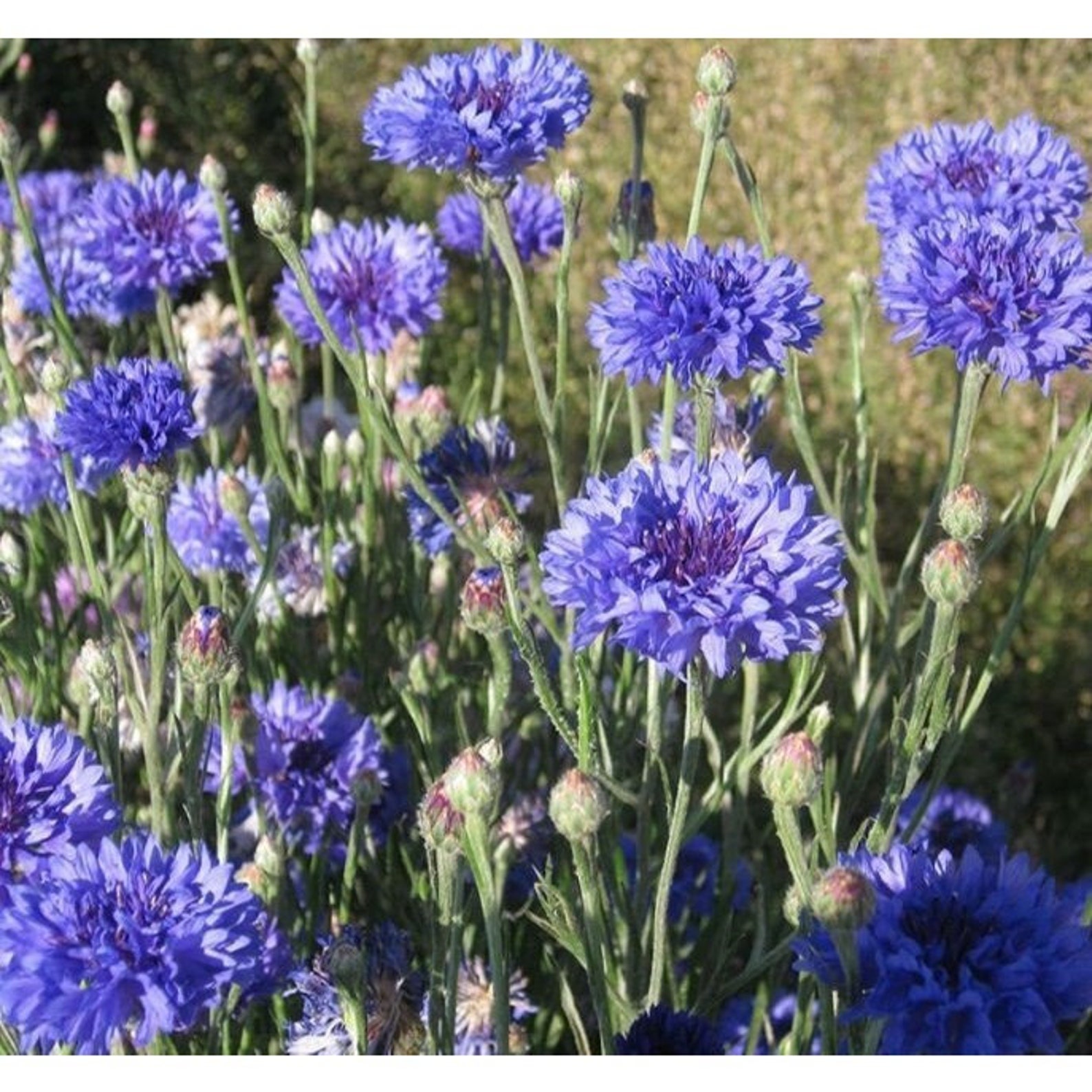 Brilliant Blue Cornflower Annual Garden Flower Seeds 600 Seeds Etsy