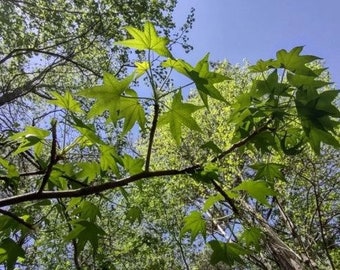 Sweet Gum Shade Tree Landscape Garden Native Georgia Grown Bare Root Native 1 Year Old Starter 2 Pk
