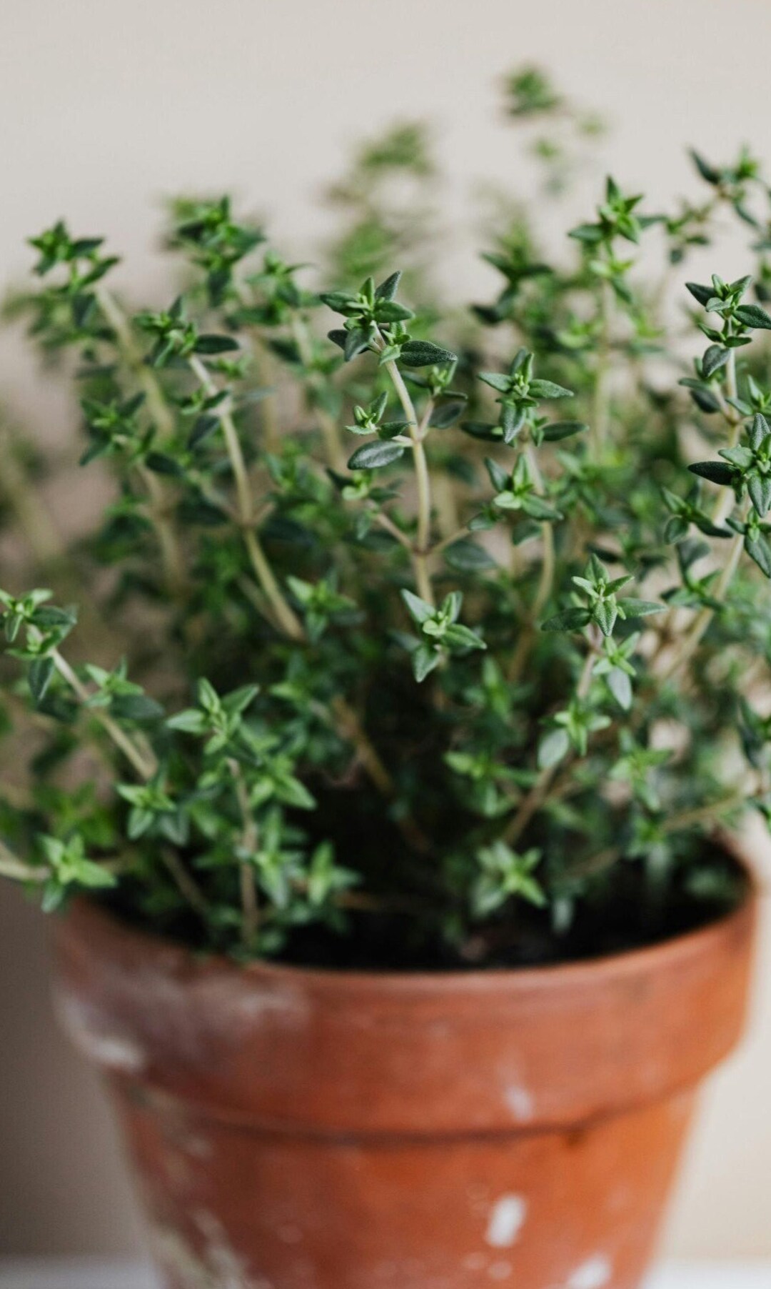 English Thyme Perennial Garden Herb Seeds Deer Resistant Etsy