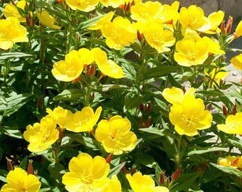 Yellow Primrose Annual Perennial Flower Garden Bulk Seeds 1500