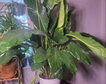 Large Live Purifying Potted Peace Lily Houseplant Floor Plant- Low Maintenance Spathiphyllum