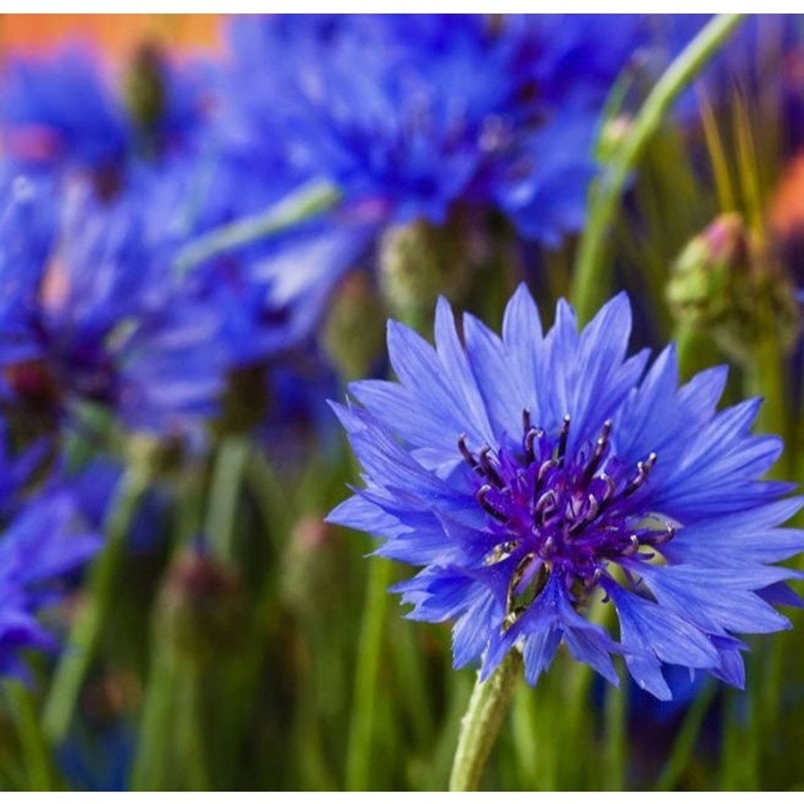 Brilliant Blue Cornflower Annual Garden Flower Seeds 600 Seeds Etsy