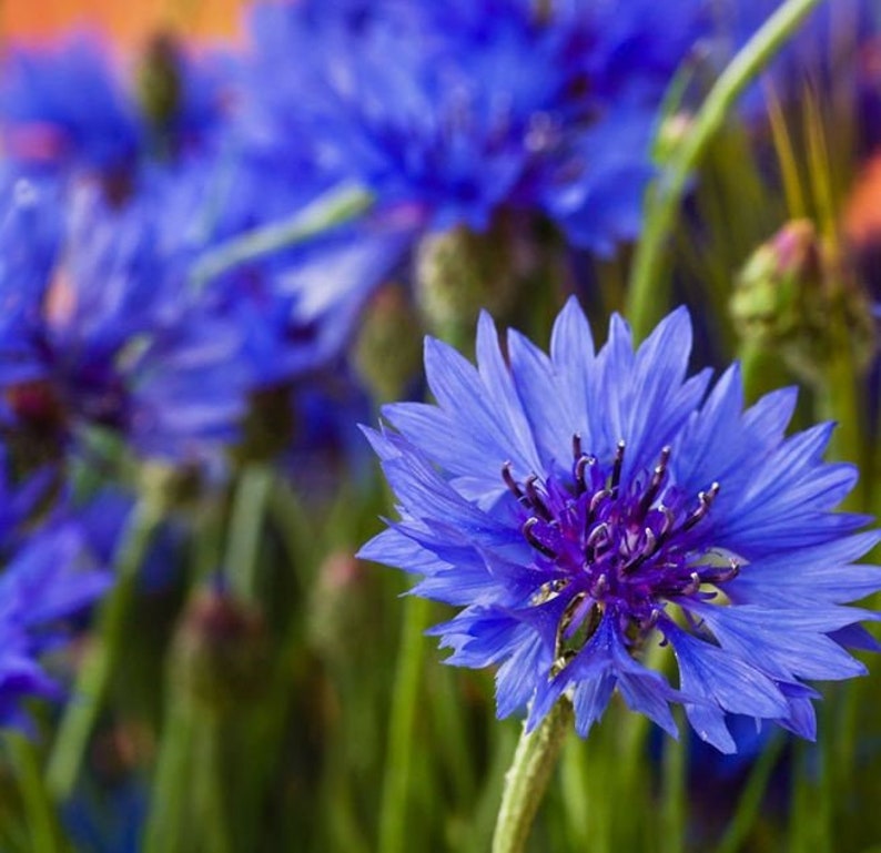 Cornflower Blue С†РІРµС‚