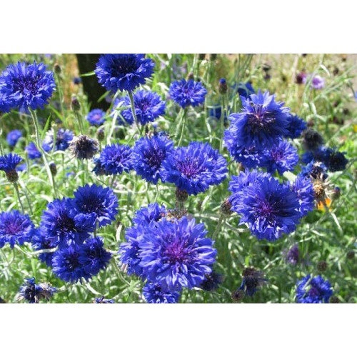Brilliant Blue Cornflower Annual Garden Flower Seeds 600 Seeds Etsy