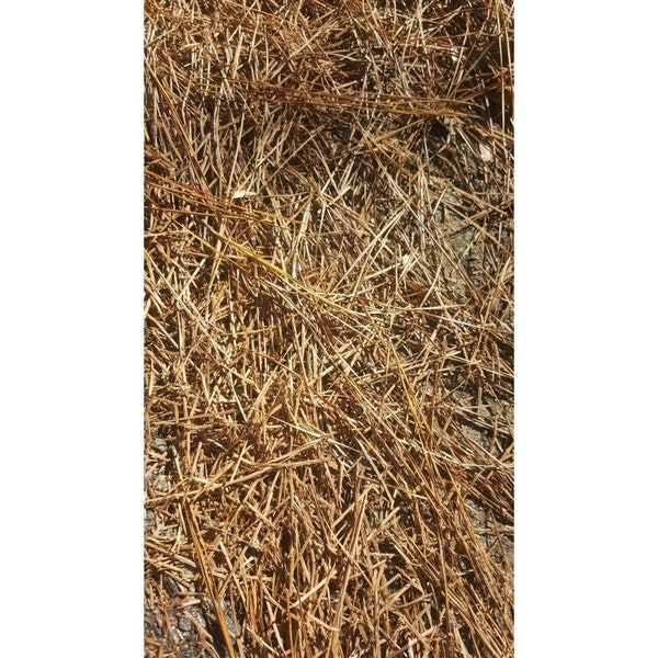 All Natural Fresh and Aromatic Georgia Pine Straw Needles 1 lb