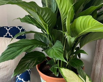 Large Live Purifying Potted Peace Lily Houseplant Floor Plant- Low Maintenance Spathiphyllum