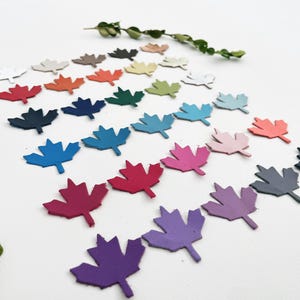 May include: A collection of colorful maple leaf cutouts in various shades, including red, blue, green, and purple. The leaves are arranged on a white surface, with a few sprigs of greenery. These decorative leaves are ideal for fall-themed crafts.