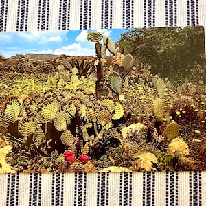 Postal vintage de cactus con vegetación de cactus de tuna en el desierto