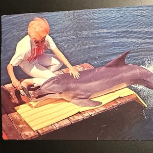 Carte postale FL vintage, marsouin, dauphin, terre de Floride, Venise Sarasota