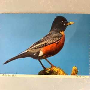 Cartolina d'epoca Robin Michigan State Bird Over Size