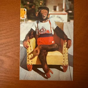 May include: A vintage postcard showing a chimpanzee relaxing in a yellow armchair. The chimpanzee is dressed in a white t-shirt, red shorts, and a black cap. The image has a retro style, with a sunny outdoor backdrop.