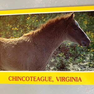 Cartão postal vintage Pony Chincoteague VA Wild Ponies Over Size Card