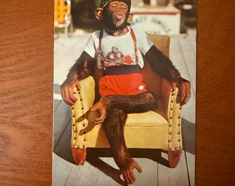 Cartão postal antigo com macacos na selva em Miami, Flórida.