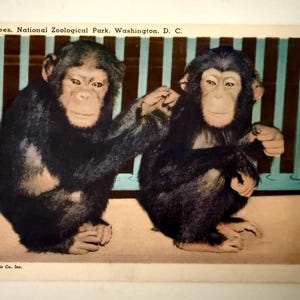 Carte postale vintage Chimpanzees National Zoo Washington DC Monkey Postcard Linen