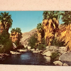 Vintage Postkarte Palm Canyon CA Palm Canyon Tall Stately Palms 1964