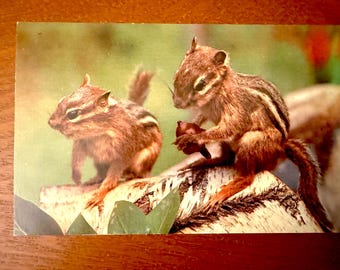 Vintage Animal Postcard Chipmunks Novelty Card