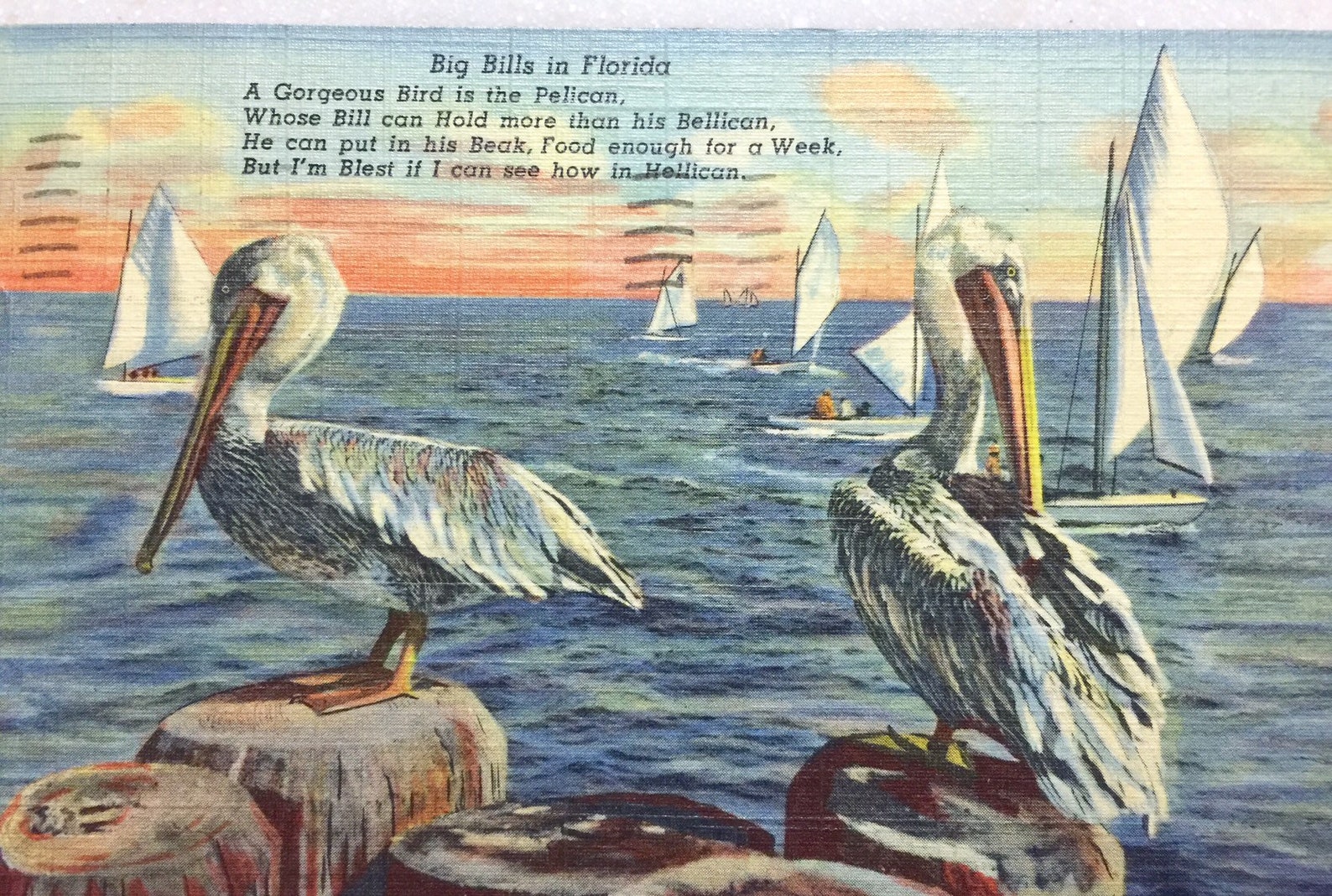 Vintage Postcard Pelicans Big Bills in Florida A Cute Poem Etsy